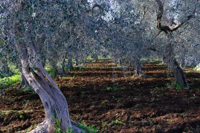 Gli ulivi 