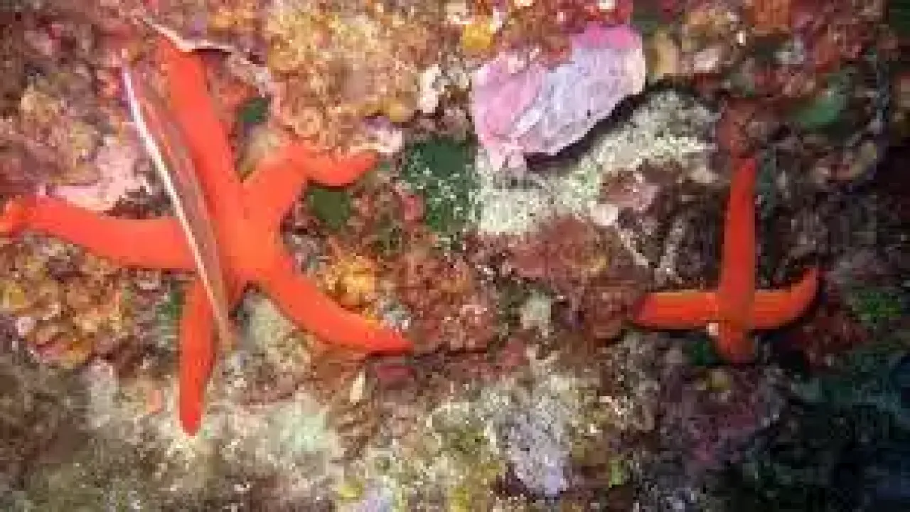 Speciale Giglio in gommone - Image 2