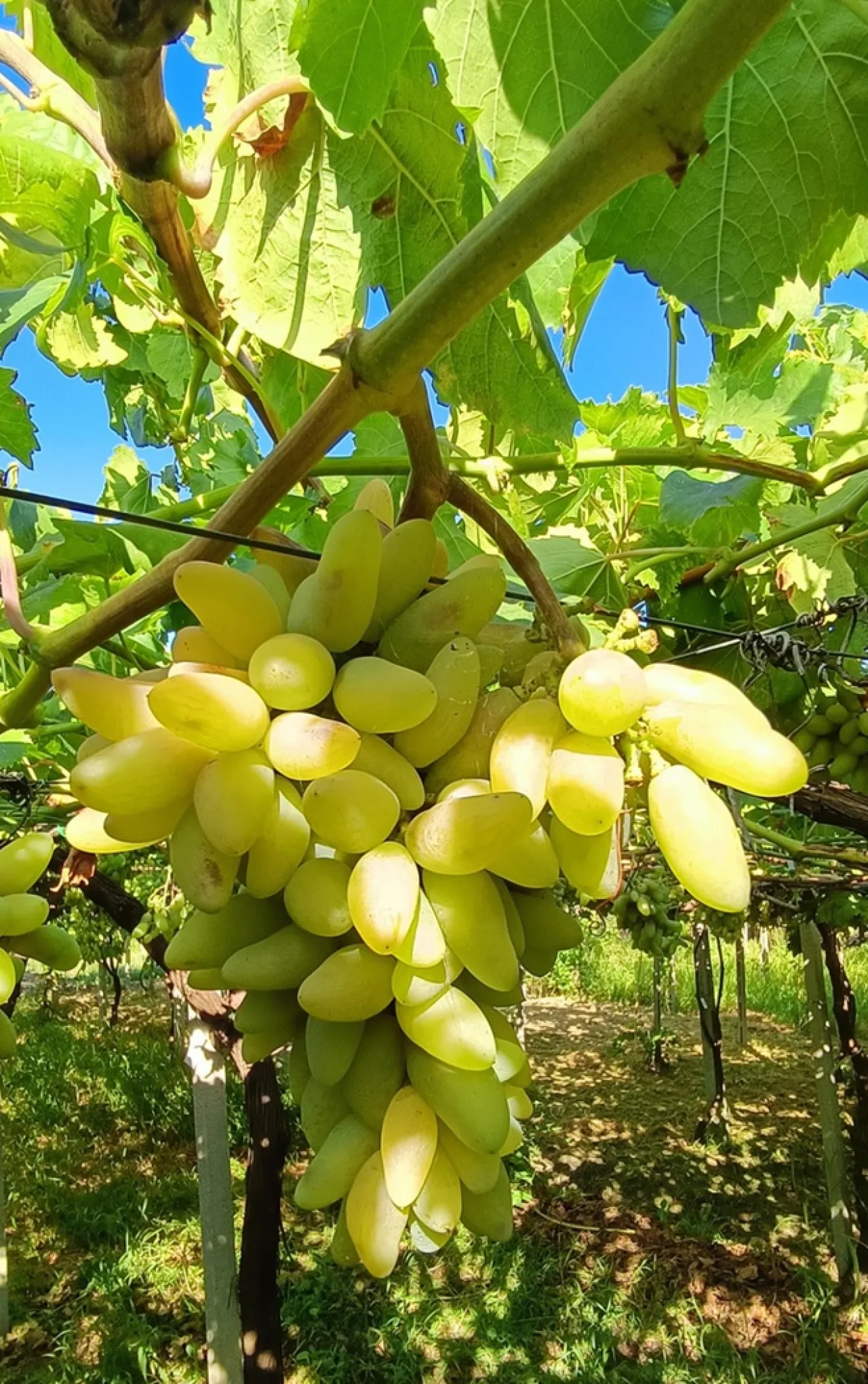 Pizzutello di Tivoli  Experience - Image 2