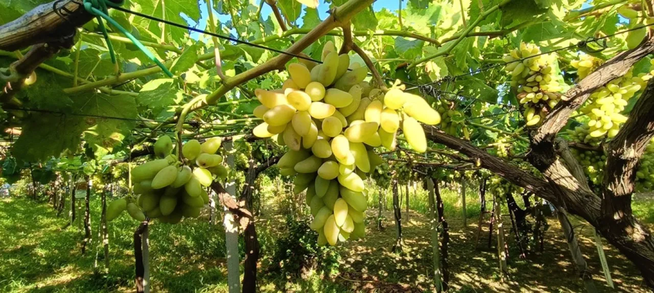 Pizzutello di Tivoli  Experience - Image 3