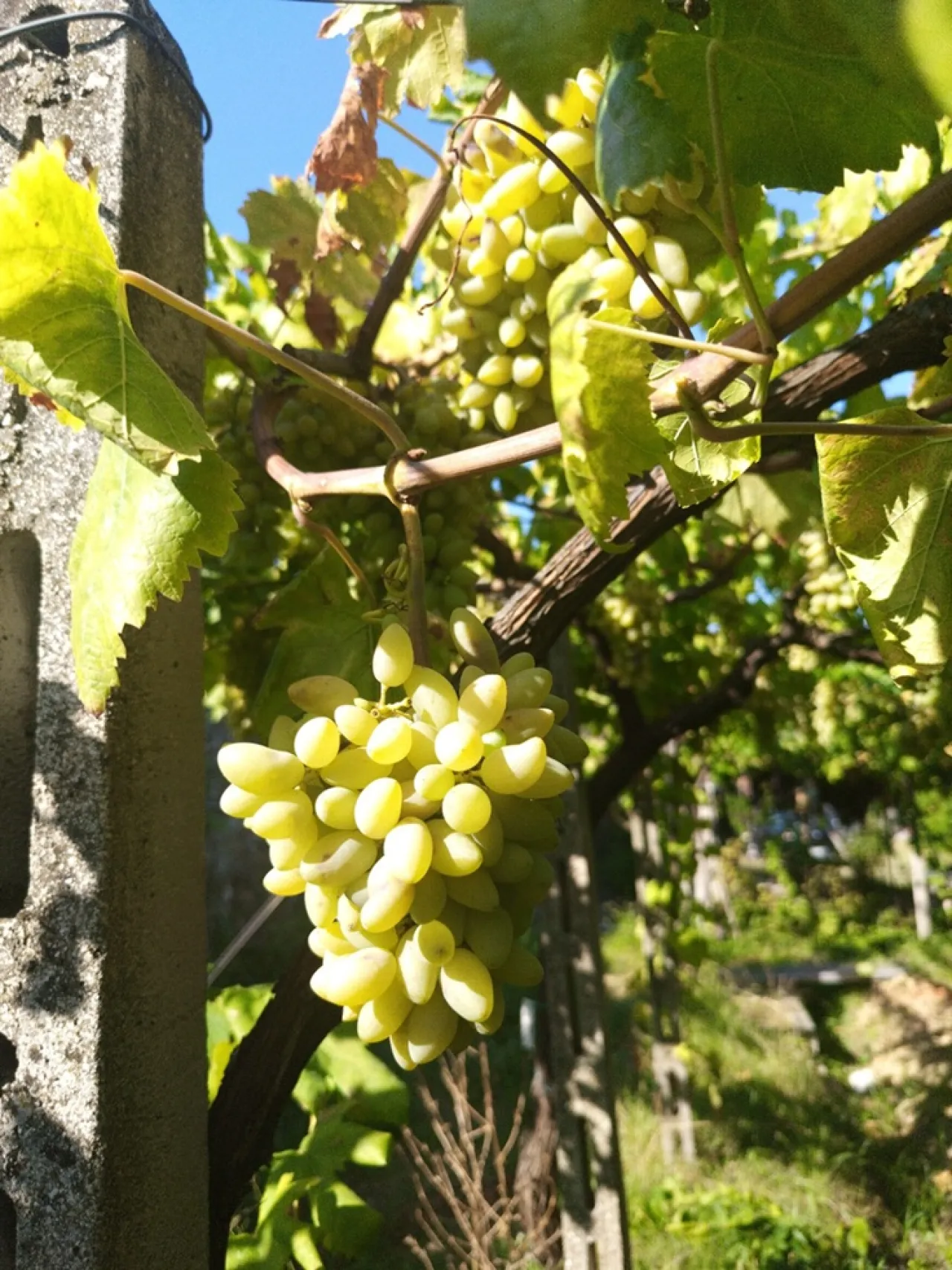 Pizzutello di Tivoli  Experience - Image 5