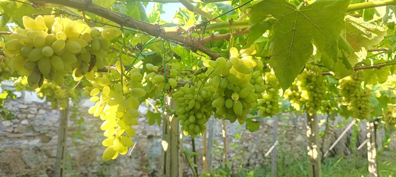 Pizzutello di Tivoli  Experience - Image 6