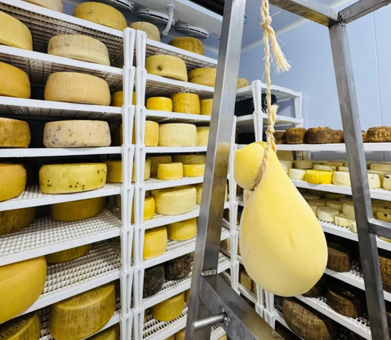 From Milk to Cheese - Image 2