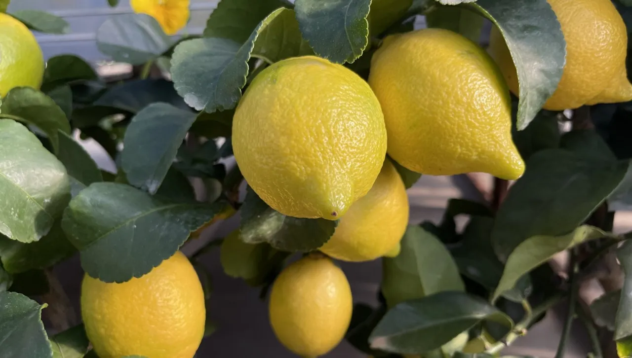 Profumo di agrumi: viaggio tra natura e gusto - Image 1