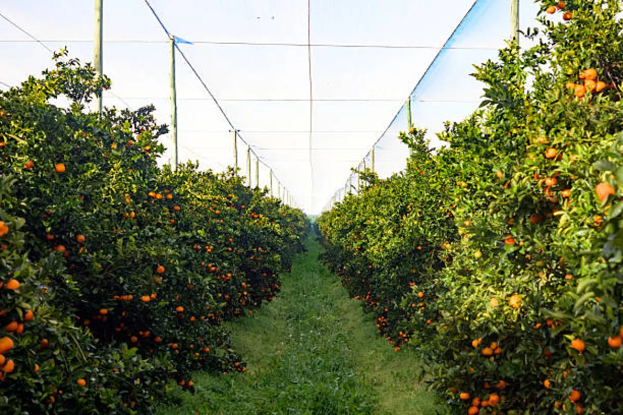 Profumo di agrumi: viaggio tra natura e gusto - Image 2