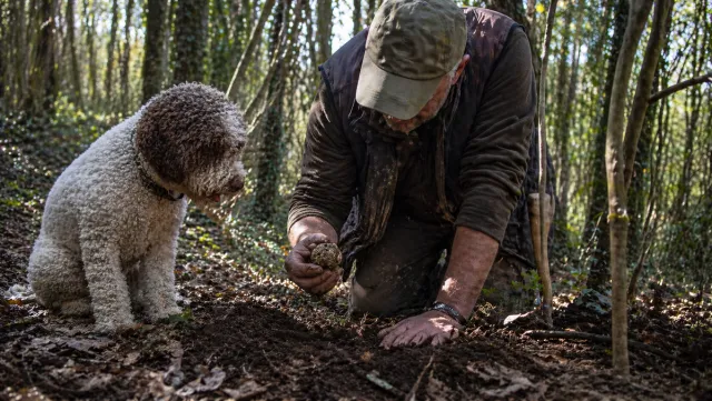 Dal Bosco alla Tavola: Caccia al Tartufo e Pranzo Toscano  