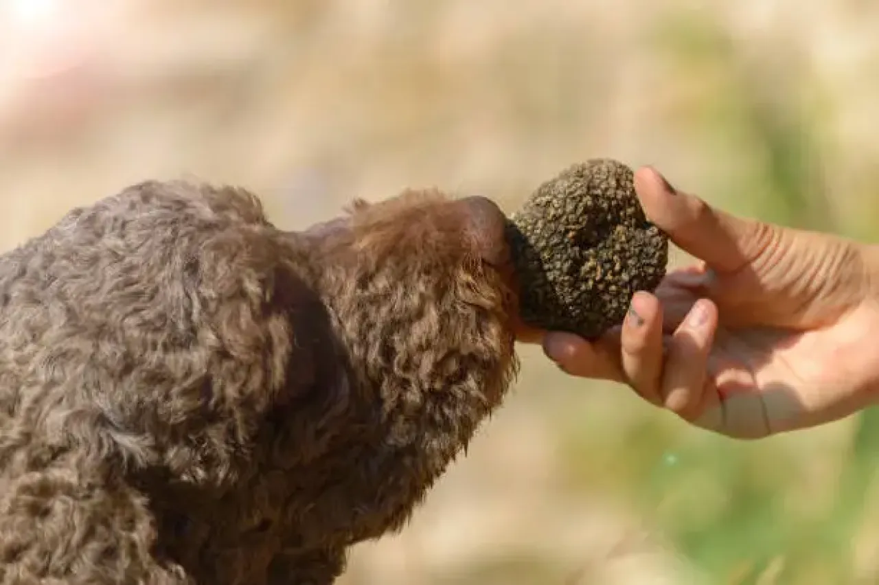 Dal Bosco alla Tavola: Caccia al Tartufo e Pranzo Toscano   - Image 1