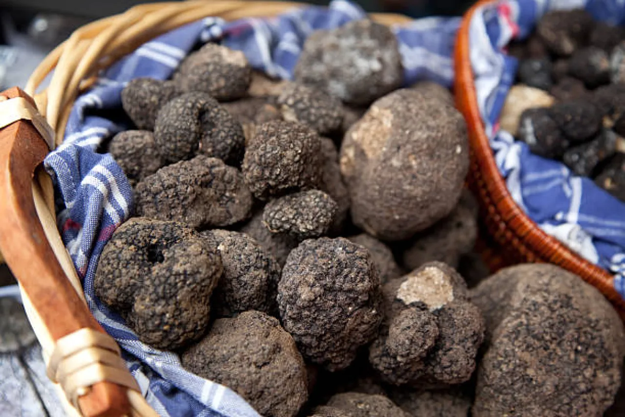 Dal Bosco alla Tavola: Caccia al Tartufo e Pranzo Toscano   - Image 3
