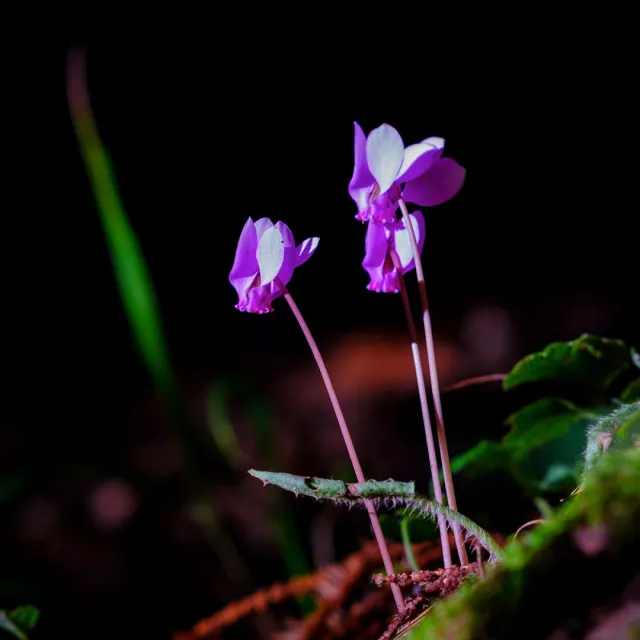 Emozioni di Luce a Tivoli