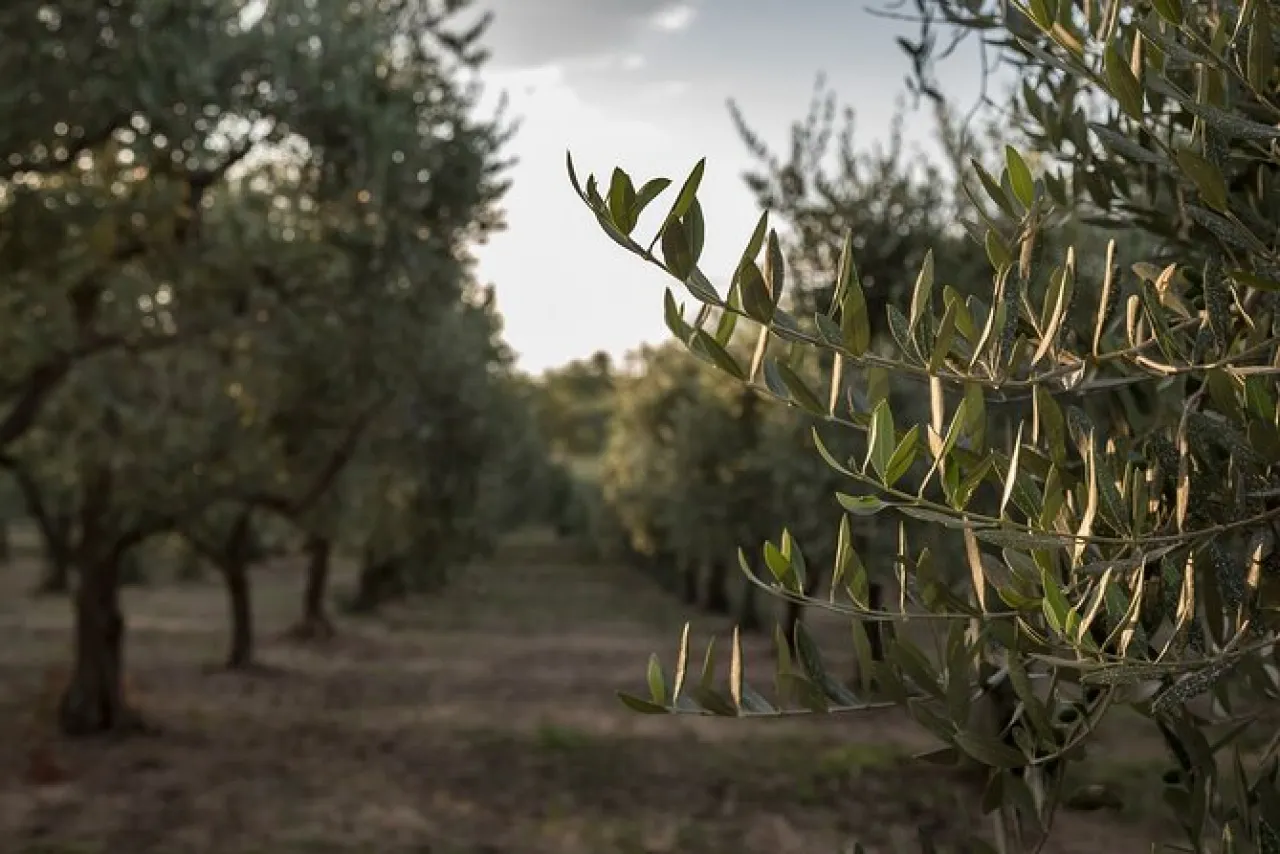 Olive Oil Experience