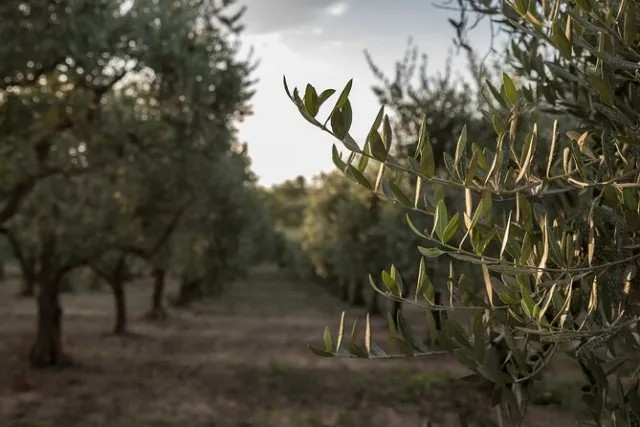Olive Oil Experience