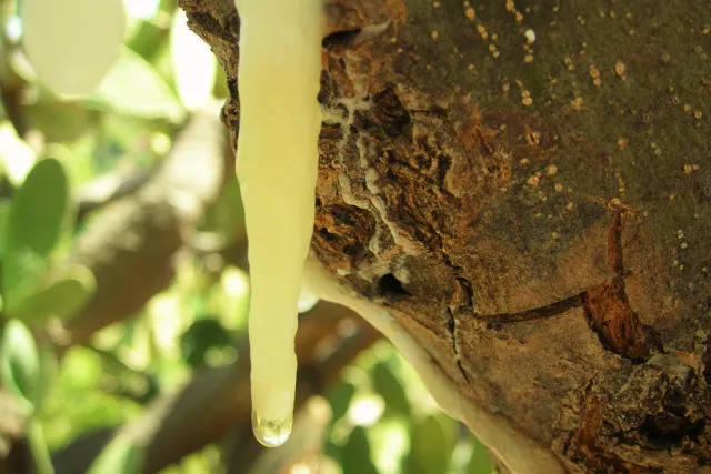 Manna Experience "Nettare degli Dei"